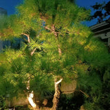 Outdoor Garden LED Light 15w 11w 7w 12w 220v IP65 Led Garden Spike Light - image 4
